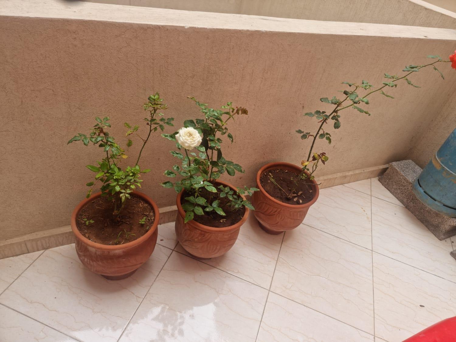 Apprt Ennakhil 3 Apartment El Jadida Ngoại thất bức ảnh
